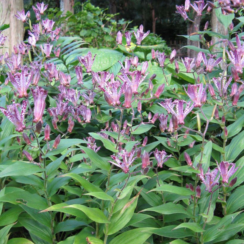 Tricyrtis hirta formosana Sinonome - Krötenlilie (Plant habit)