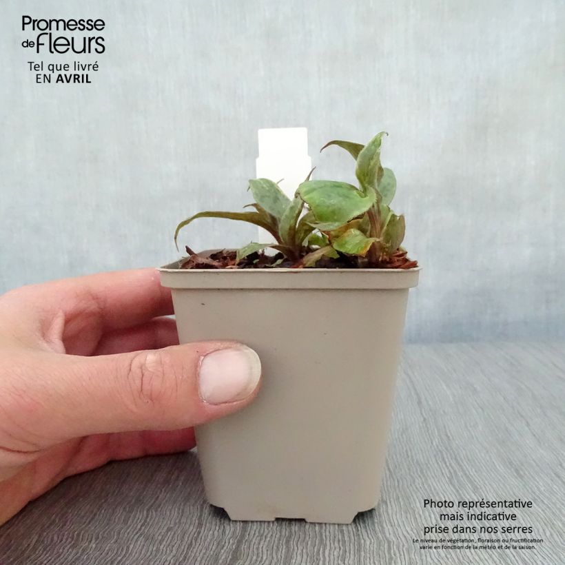 Example of Tricyrtis hirta formosana Sinonome - Krötenlilie Kleine Töpfe von 8/9 cm as you get in printemps