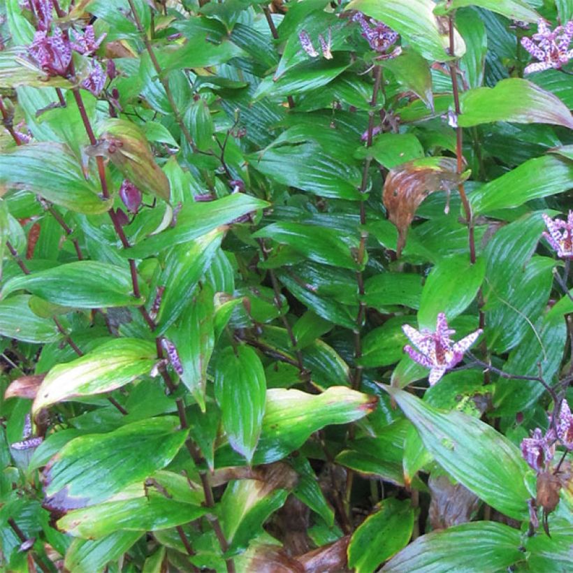 Tricyrtis formosana - Krötenlilie (Foliage)