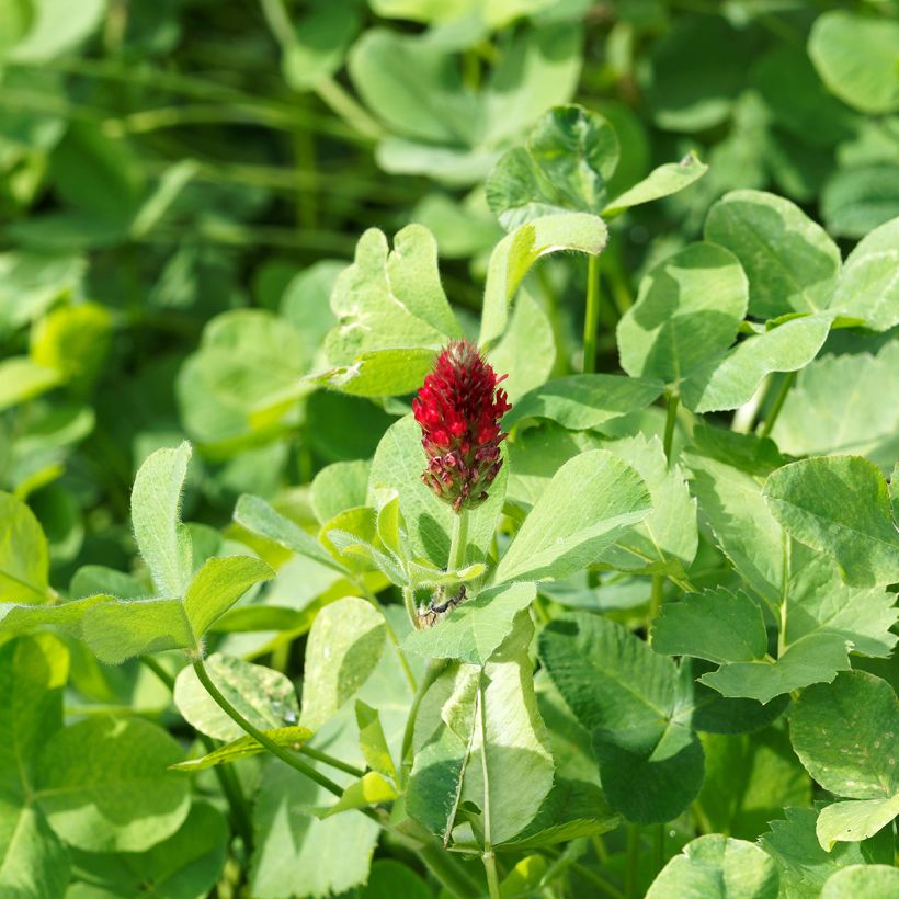 Inkarnat-Klee (Grüner Dünger) - Trifolium incarnatum (Foliage)