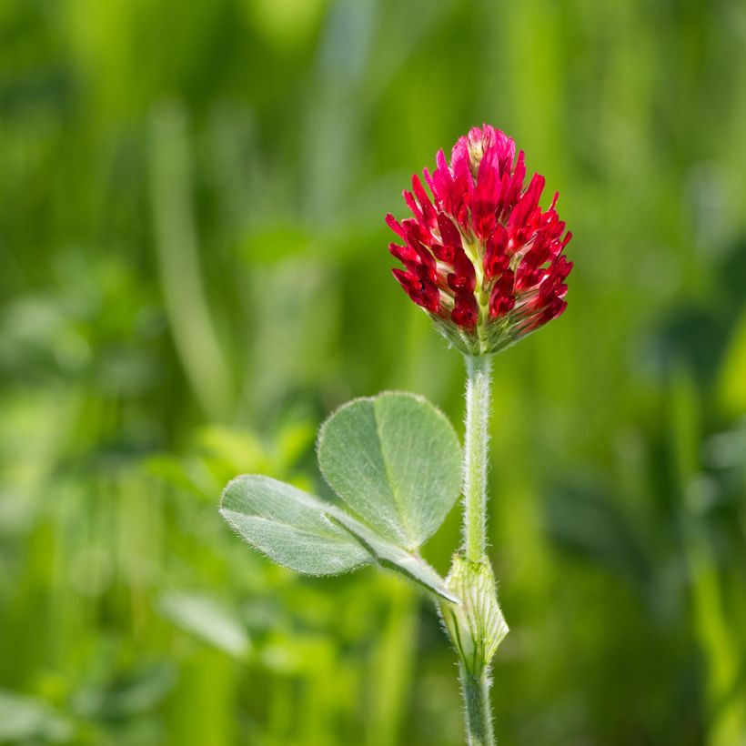 Inkarnat-Klee (Grüner Dünger) - Trifolium incarnatum (Flowering)