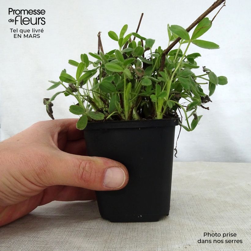 Exemplar von Blassgelber Klee - Trifolium ochroleucon Kleine Töpfe von 8/9 cm wie im Frühjahr geliefert