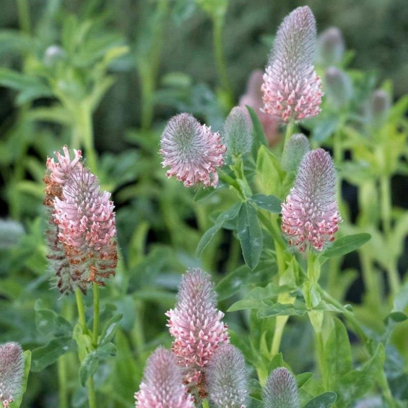 Rotköpfiger Klee Peachy Pink - Trifolium rubens (Blüte)