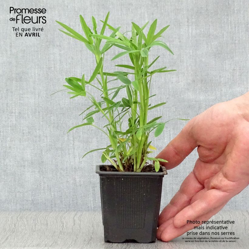 Exemplar von Rotköpfiger Klee - Trifolium rubens Kleine Töpfe von 8/9 cm wie im Frühjahr geliefert