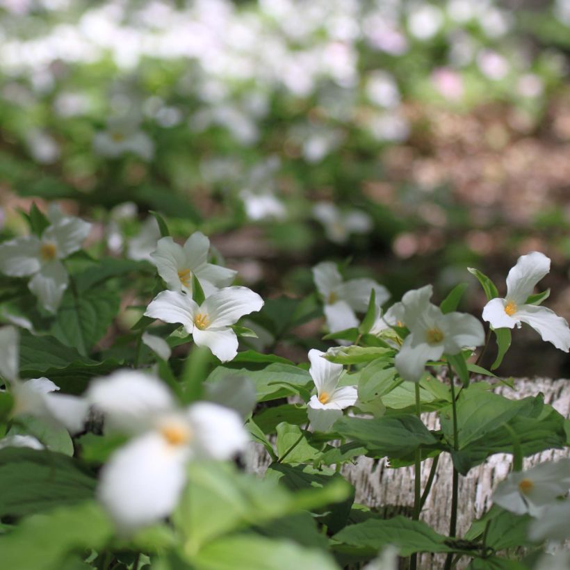 Trillium flexipes - Dreiblatt (Wuchs)
