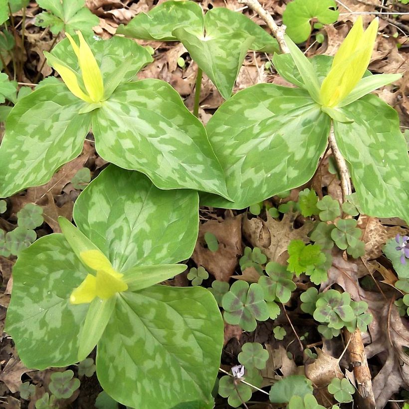 Trillium luteum - Dreiblatt (Wuchs)