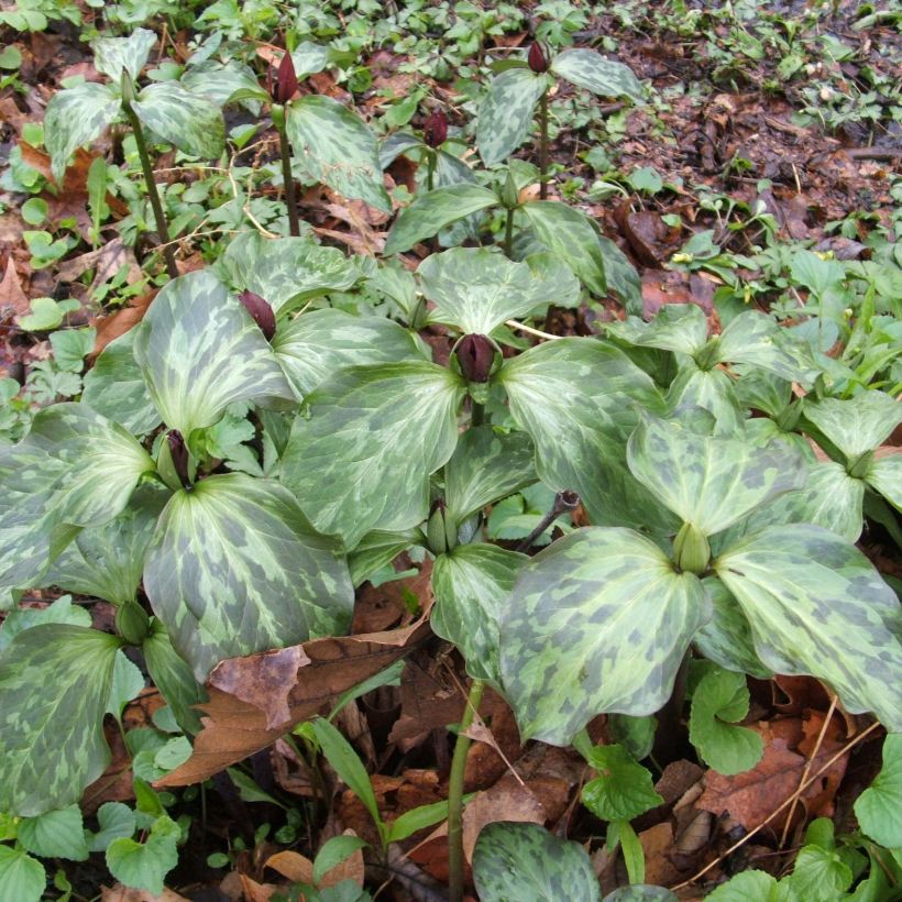 Trillium recurvatum - Dreiblatt (Wuchs)