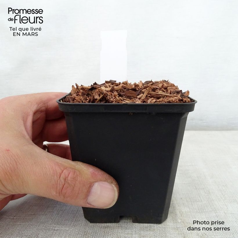 Exemplar von Trillium recurvatum - Dreiblatt Kleine Töpfe von 8/9 cm wie im Frühjahr geliefert