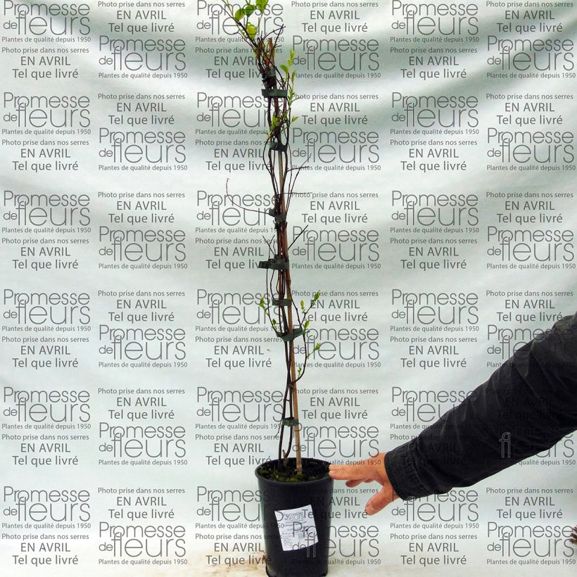 Beispiel eines Exemplars von Tripterygium hypoglaucum Topf mit 2L/3L wie geliefert