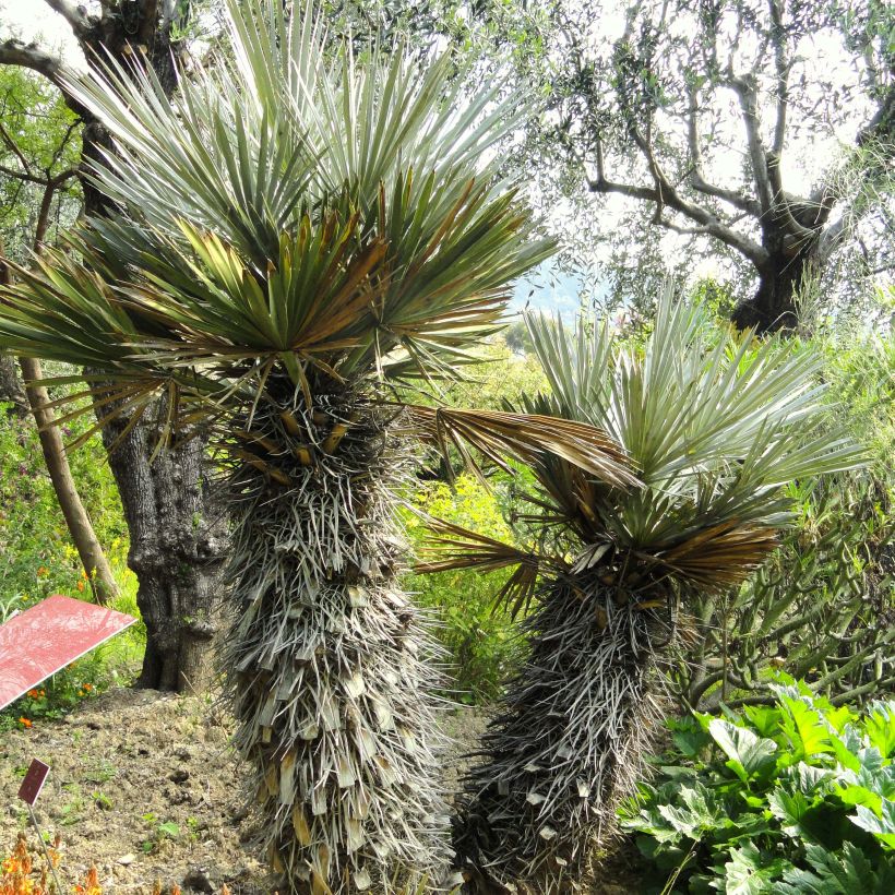 Trithrinax campestris - Blaue Nadelpalme (Wuchs)