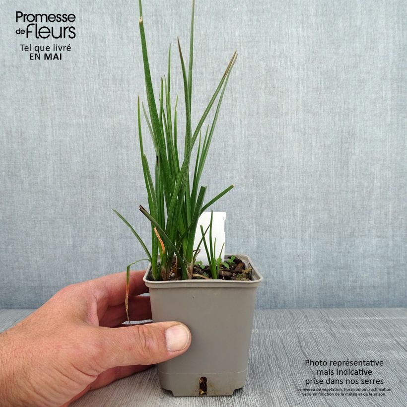 Example of Fackellilie Lemon Popsicle - Kniphofia Kleine Töpfe von 8/9 cm as you get in printemps