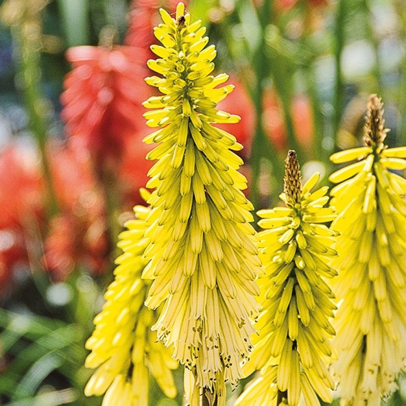 Fackellilie Lemon Popsicle - Kniphofia (Flowering)
