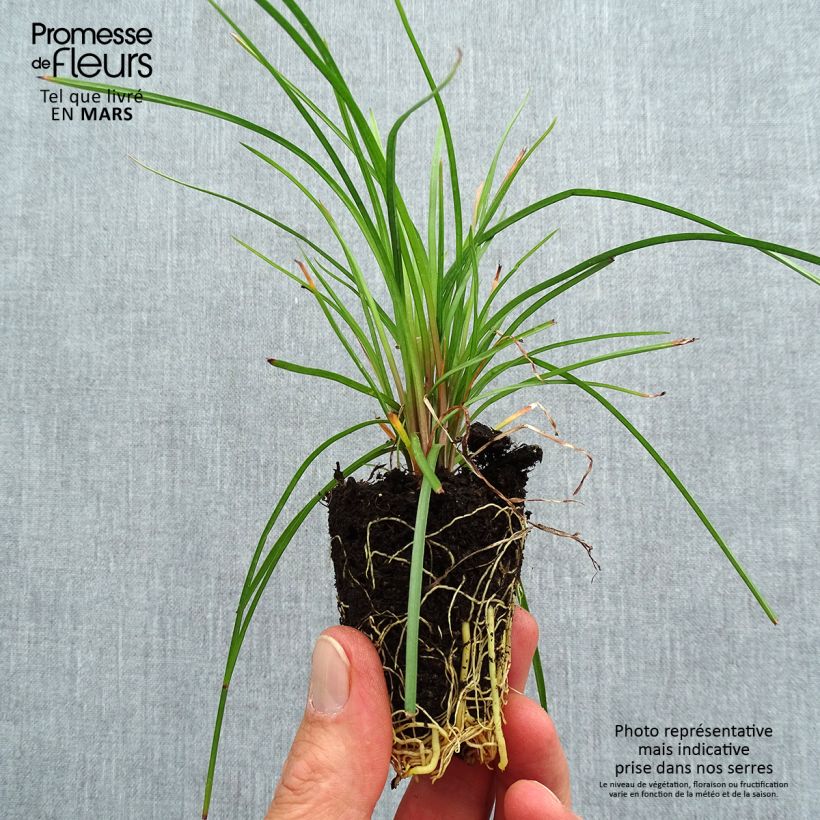 Example of Fackellilie Lemon Popsicle - Kniphofia Mini-Plug Ø 3/4 cm as you get in printemps