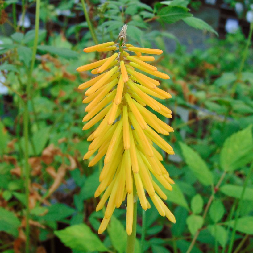 Fackellilie Mango Popsicle - Kniphofia (Flowering)