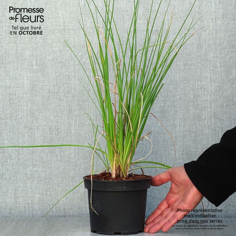 Exemplar von Garten-Fackellilie Nancy's Red - Kniphofia uvaria Topf mit 2L/3L wie im Herbst geliefert