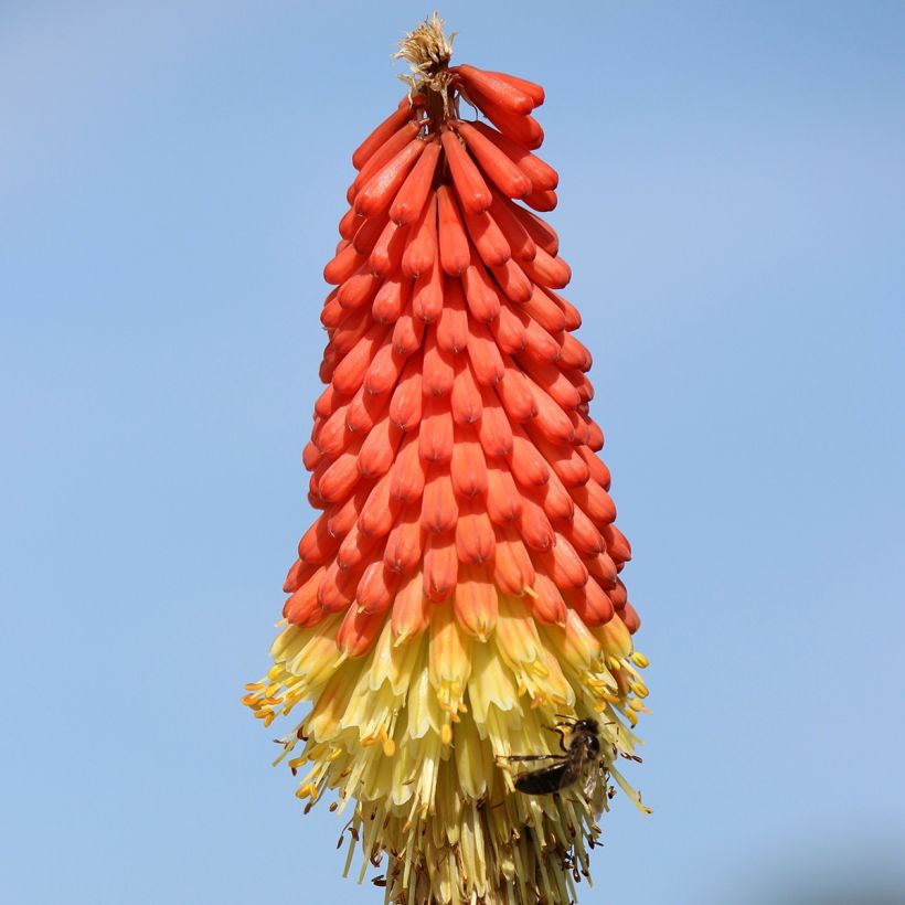 Fackellilie Traffic Lights - Kniphofia (Flowering)