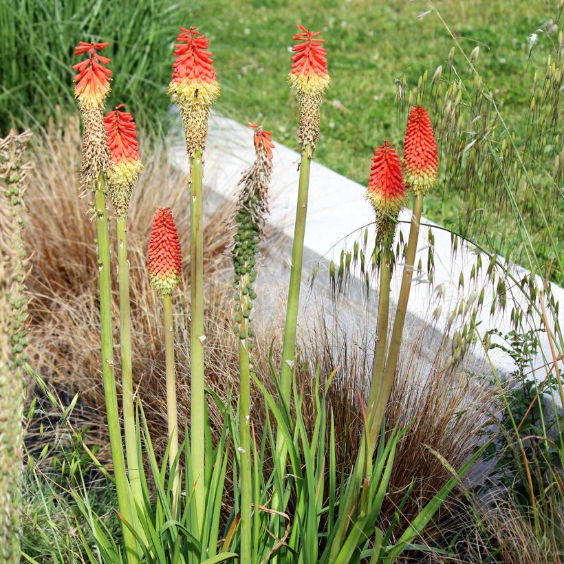 Fackellilie Traffic Lights - Kniphofia (Plant habit)