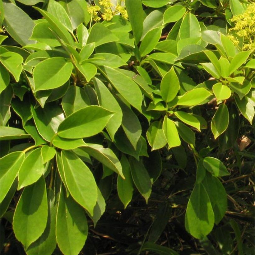 Trochodendron aralioides - Radbaum (Foliage)