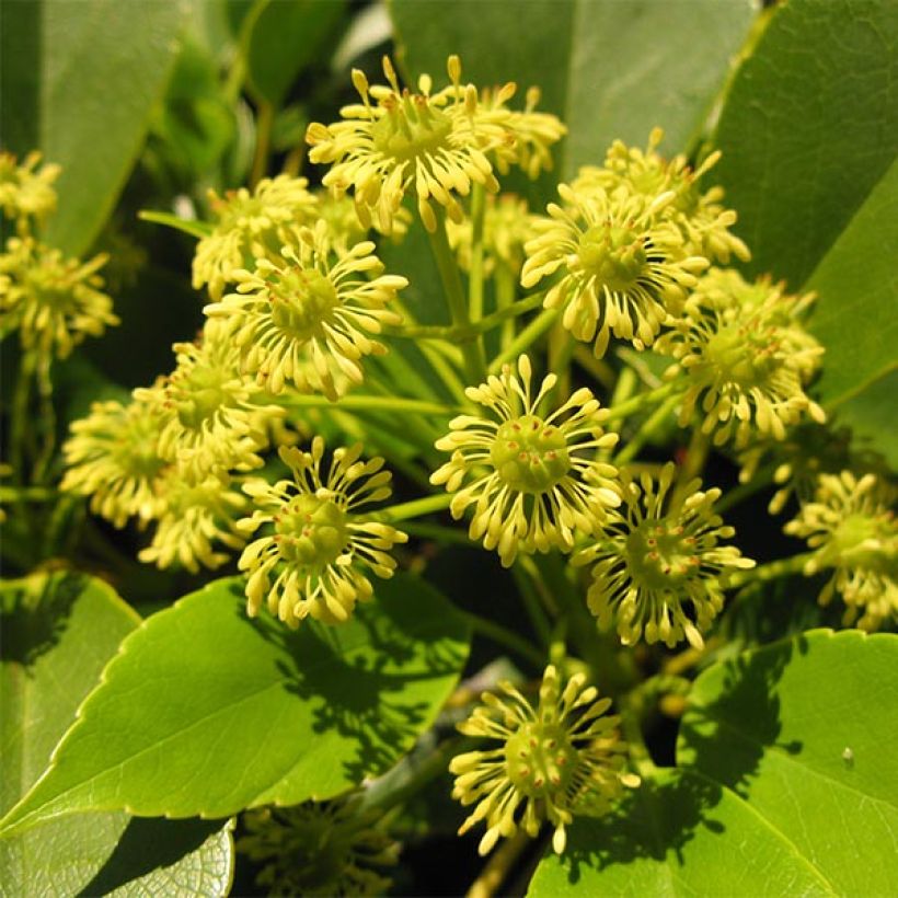 Trochodendron aralioides - Radbaum (Flowering)