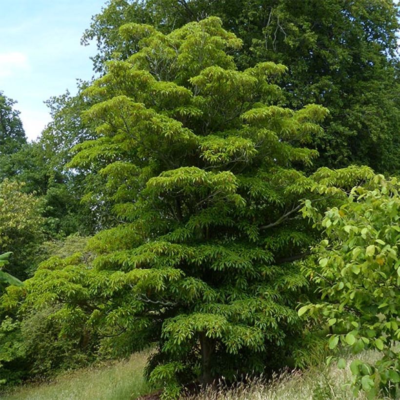 Trochodendron aralioides - Radbaum (Plant habit)