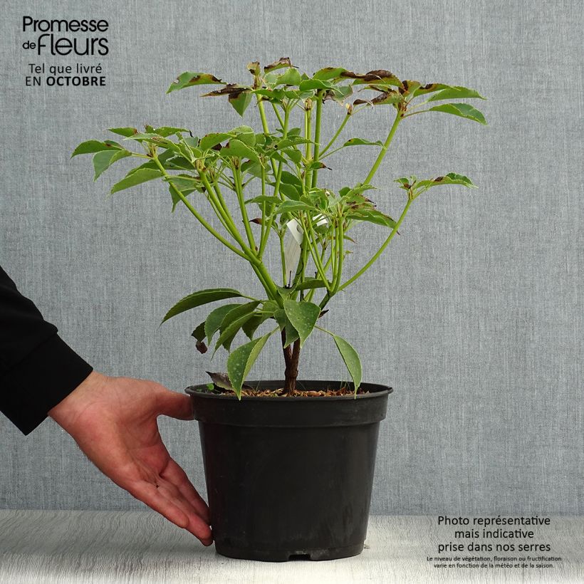 Exemplar von Trochodendron aralioides - Radbaum Topf mit 4L/5L wie im Herbst geliefert