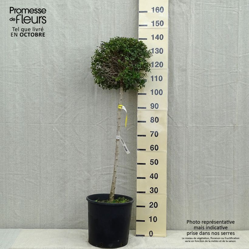 Exemplar von Delavays Liguster - Ligustrum delavayanum Topf mit 12L/15L, 1/4 Stängel wie im Herbst geliefert