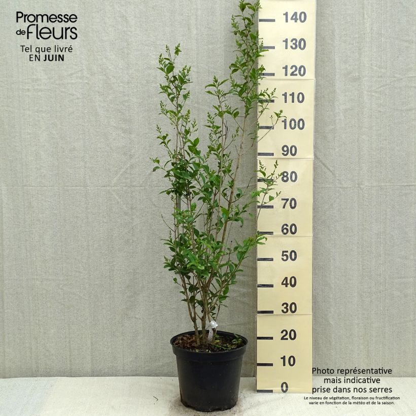Example of Ovalblättriger Liguster - Ligustrum ovalifolium Topf mit 7,5L/10L as you get in printemps