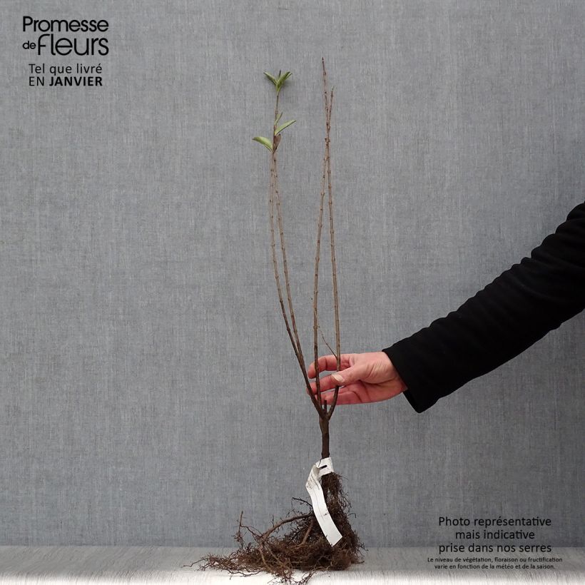 Example of Ovalblättriger Liguster - Ligustrum ovalifolium Wurzelnackt as you get in hiver