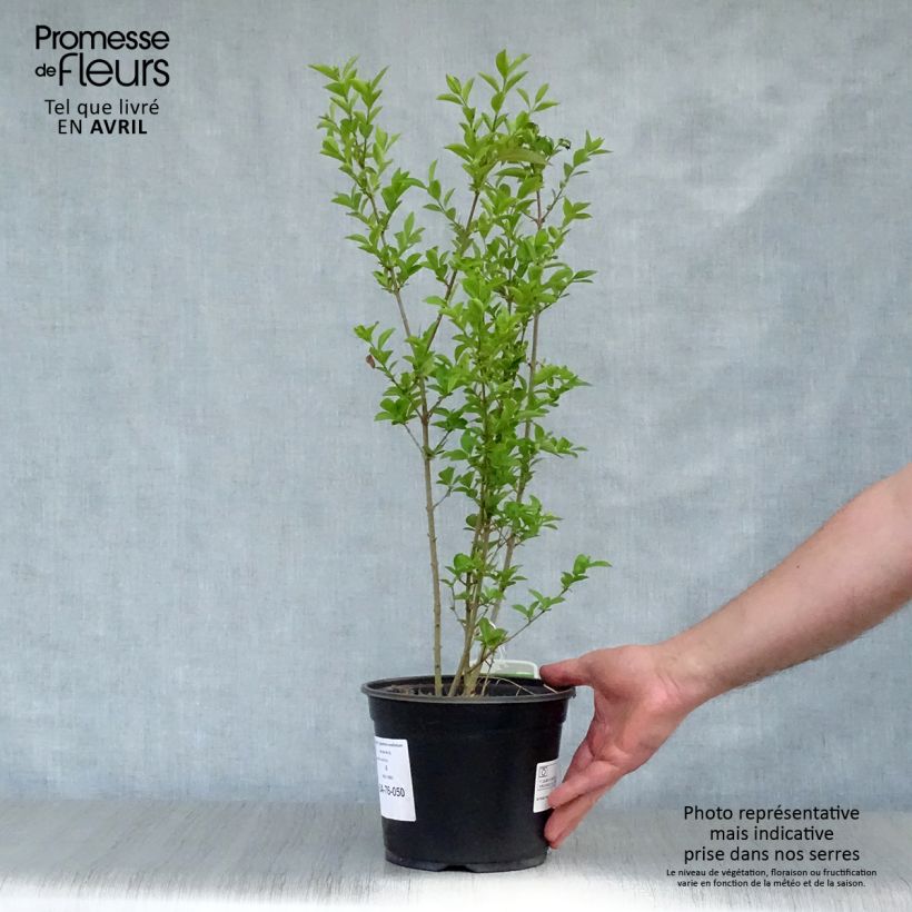 Example of Ovalblättriger Liguster - Ligustrum ovalifolium Topf mit 2L/3L as you get in printemps