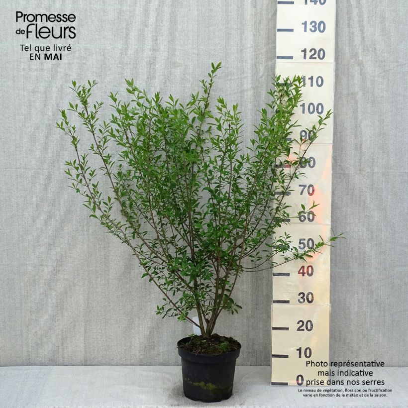 Exemplar von Schwarzgrüner Liguster Atrovirens - Ligustrum vulgare Topf mit 4L/5L wie im Frühjahr geliefert