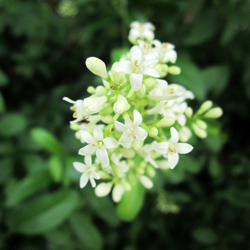 Gemeiner Liguster - Ligustrum vulgare (Blüte)