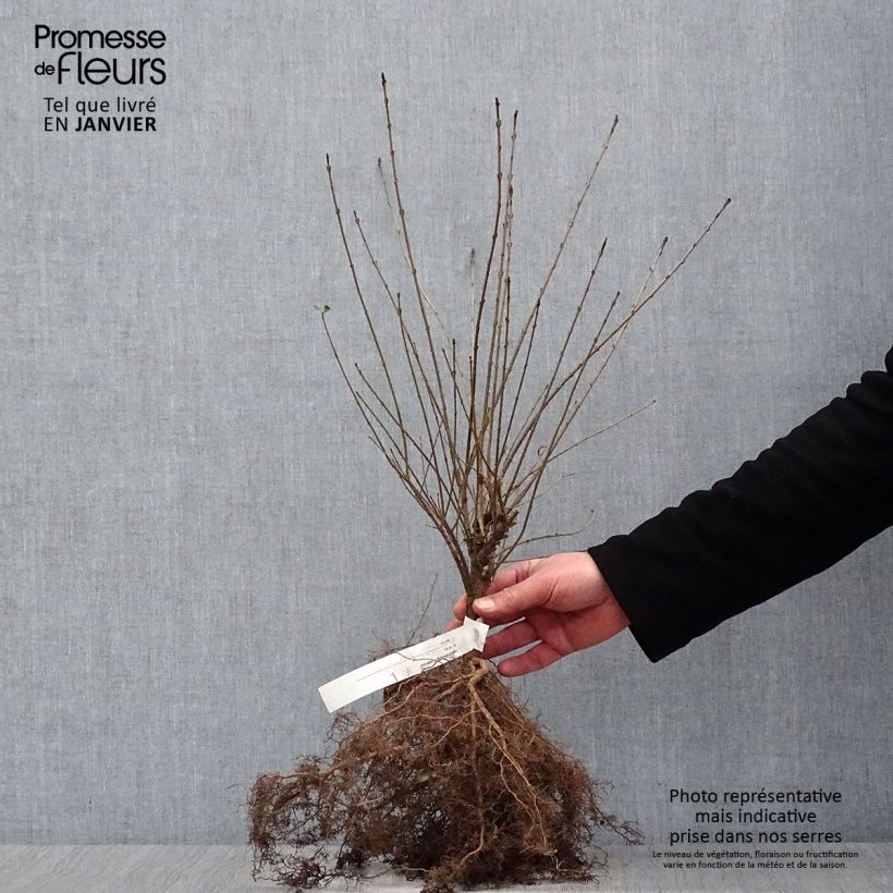 Exemplar von Zwergliguster Lodense - Ligustrum vulgare Wurzelnackt wie im Winter geliefert