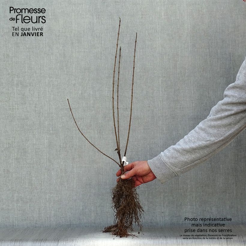 Exemplar von Gemeiner Liguster - Ligustrum vulgare Wurzelnackt wie im Winter geliefert