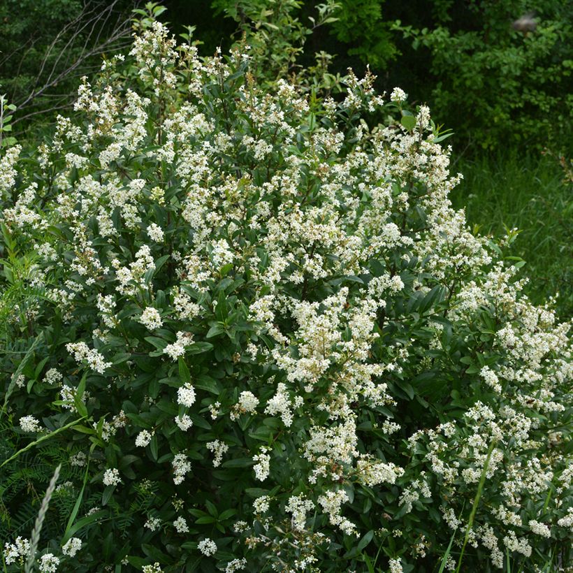 Gemeiner Liguster - Ligustrum vulgare (Wuchs)