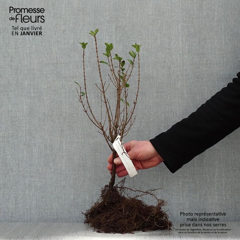 Exemplar von Ovalblättriger Liguster Green Diamond - Ligustrum ovalifolium Wurzelnackt wie im Winter geliefert