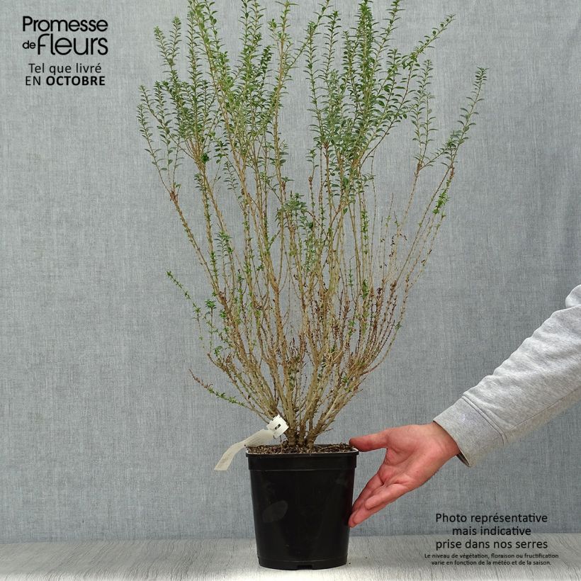 Exemplar von Chinesischer Liguster Eugene Clive - Ligustrum sinense Topf mit 4L/5L wie im Herbst geliefert