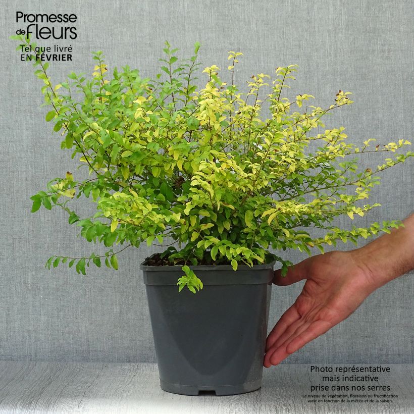 Exemplar von Chinesischer Liguster Sunshine - Ligustrum sinense Topf mit 4L/5L wie im Herbst geliefert