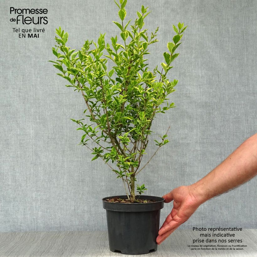 Example of Goldliguster Aureum - Ligustrum ovalifolium Topf mit 2L/3L as you get in printemps