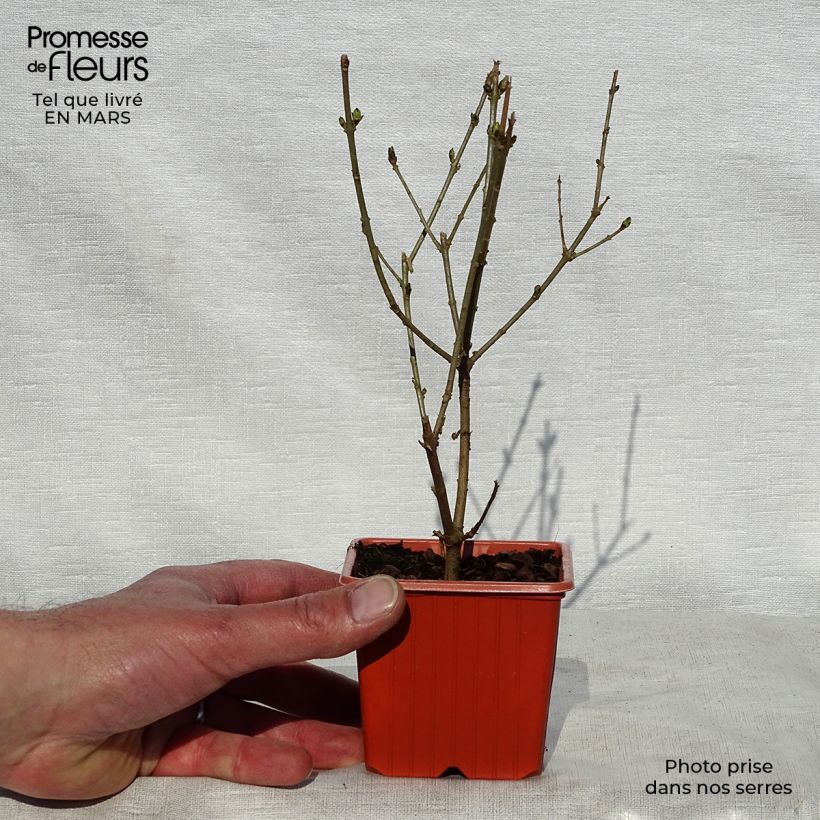 Example of Goldliguster Aureum - Ligustrum ovalifolium Kleine Töpfe von 8/9 cm as you get in printemps