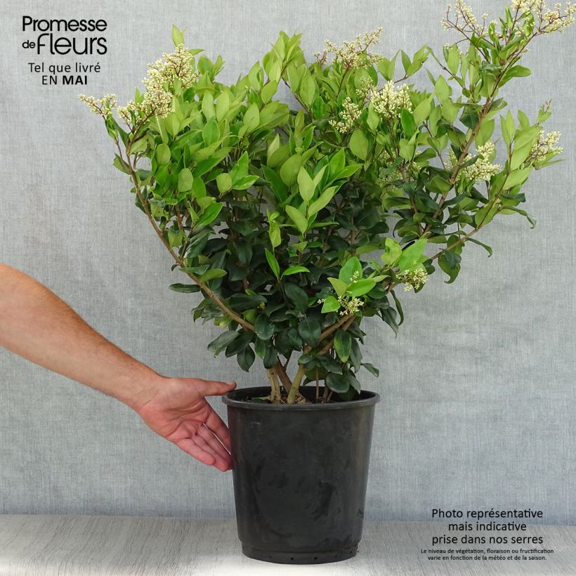 Example of Japanischer Liguster Texanum - Ligustrum japonicum Topf mit 7,5L/10L as you get in printemps