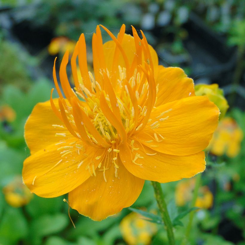Chinesische Trollblume Golden Queen - Trollius chinensis (Flowering)