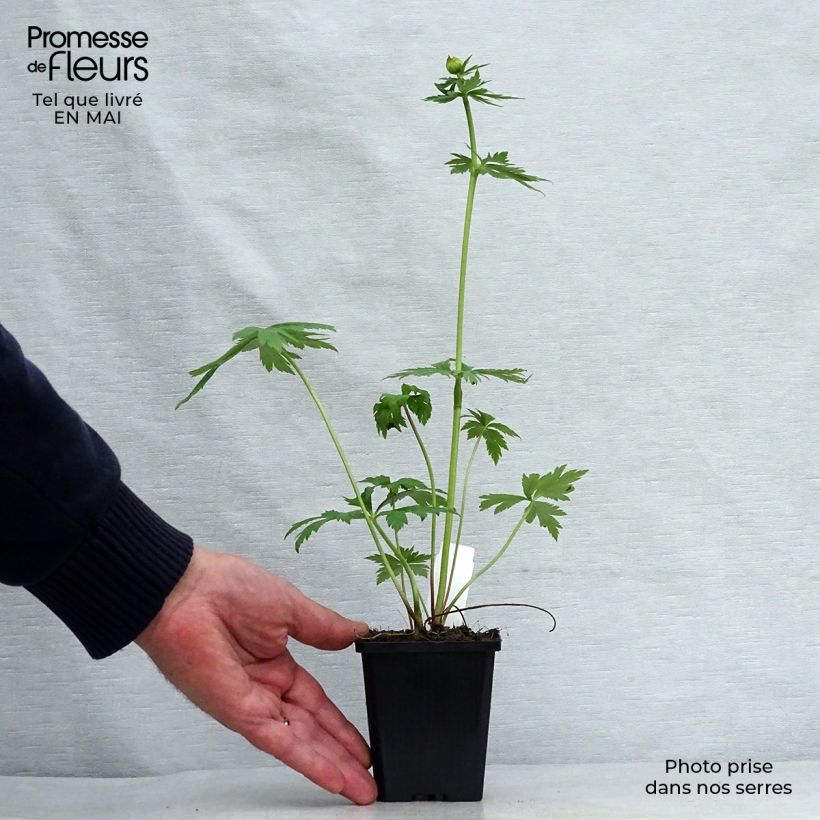 Example of Chinesische Trollblume Golden Queen - Trollius chinensis Kleine Töpfe von 8/9 cm as you get in printemps