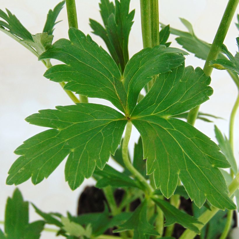 Trollblume Cheddar - Trollius (Foliage)