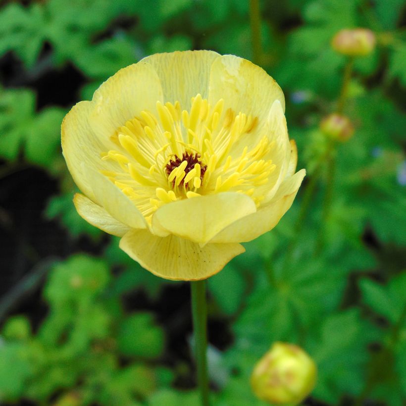 Trollblume Cheddar - Trollius (Flowering)