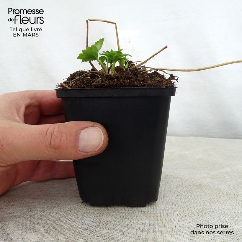 Example of Trollblume Cheddar - Trollius Kleine Töpfe von 8/9 cm as you get in printemps