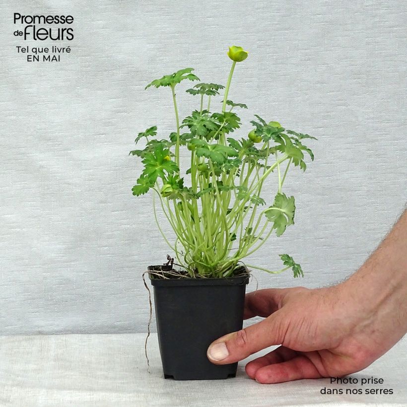 Exemplar von Niedriger Trollblume - Trollius pumilus Kleine Töpfe von 8/9 cm wie im Frühjahr geliefert