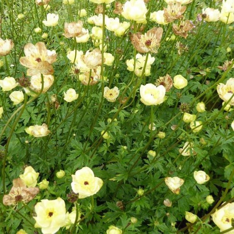 Trollblume Cheddar - Trollius (Plant habit)