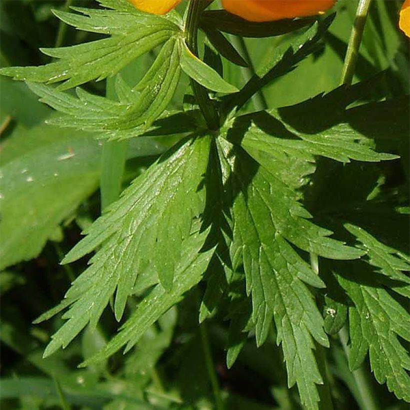 Asiatischer Trollblume - Trollius asiaticus (Foliage)