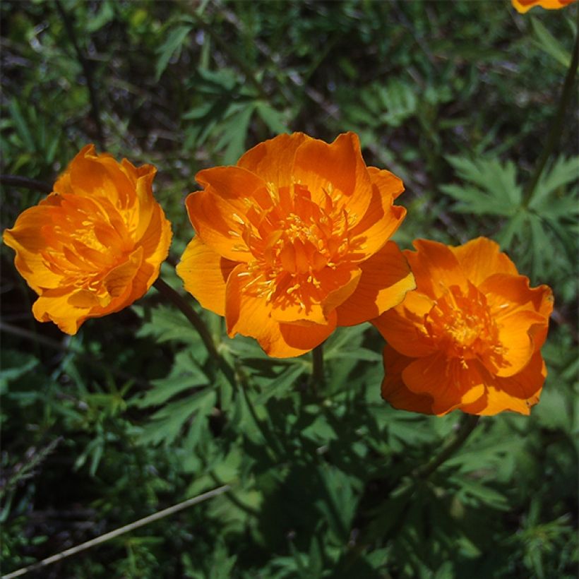 Asiatischer Trollblume - Trollius asiaticus (Flowering)
