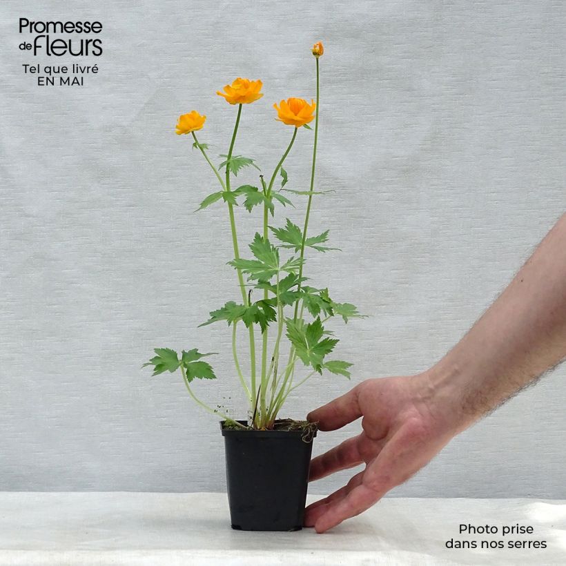 Example of Asiatischer Trollblume - Trollius asiaticus Kleine Töpfe von 8/9 cm as you get in printemps